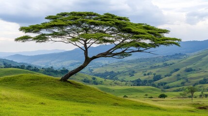 Fototapeta premium Solitary Tree on Grassy Hillside Overlooking a Valley and Mountains