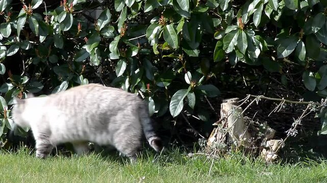Chat qui fait ses griffes