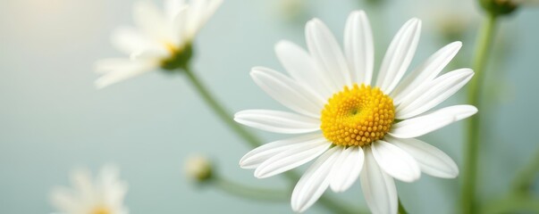 Close-up of delicate daisy, pristine white petals against pure white , simple, elegant, clean