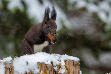 Eichhörnchen (Sciurus vulgaris)