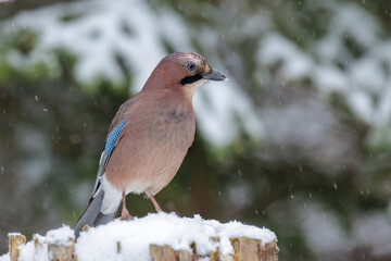 Eichelhäher (Garrulus glandarius)
