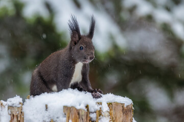 Eichhörnchen (Sciurus vulgaris)