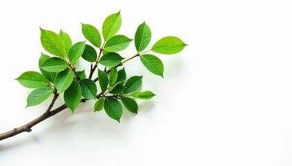 A bundle of tree branches with leaves attached to it on white background, tree, twigs