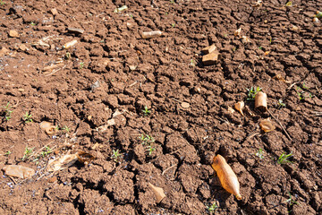 Crack in waterless pond, drying out. Waterless brown land with cracked soil in dry weather