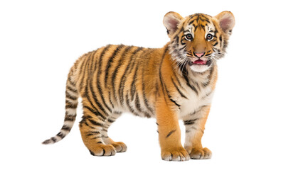 Obraz premium Tiger Cub. 