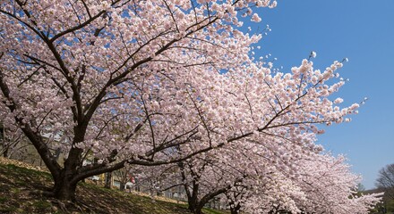 Stunning Cherry Blossom Trees in Full Bloom under a Clear Blue Sky
