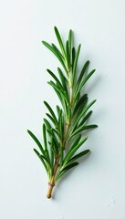 Fototapeta premium A sprig of fresh rosemary on a snowy white surface, greenery, rosemary, isolated