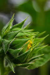 close up of hemp buds