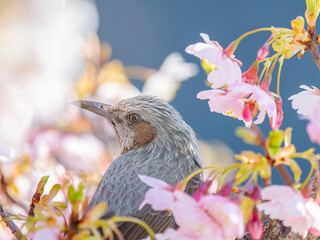 桜とヒヨドリ