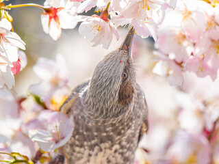 桜とヒヨドリ