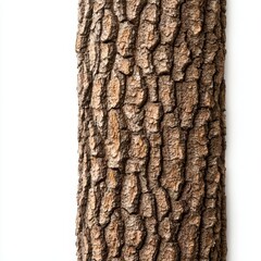Naklejka premium Detailed texture of bark from a tree trunk up close