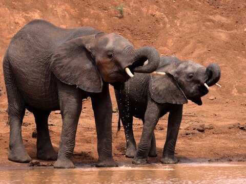 Elephant mother and juvenile drinking in Tsavo, Kenya