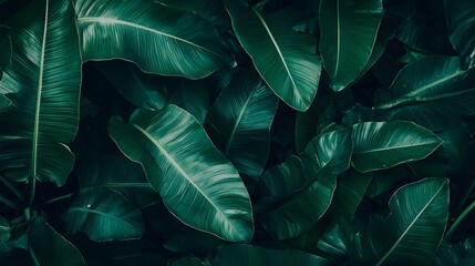 Obraz premium Vibrant Tropical Banana Leaf Texture with Glossy Green Foliage and Natural Patterns