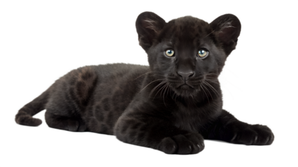 Black Panther Cub. 