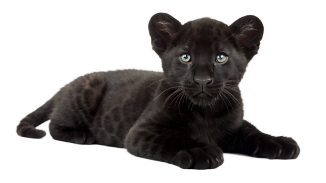 Black Panther Cub. 