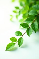 Fototapeta premium An isolated branch with a few leaves lying flat against the bottom left corner of a white background, leafy greens, tree