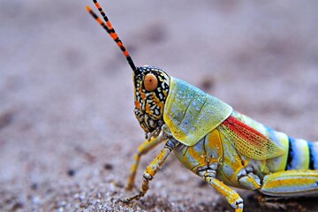 Closeup elegant grasshopper in the Kalahari, Botswana