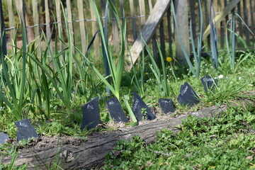 Ail et oignon dans le potager avec ardoise