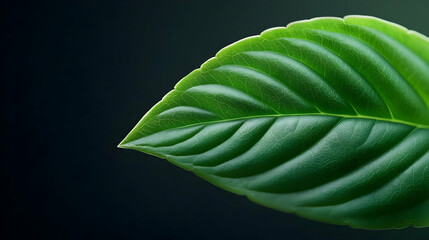Closeup of Vibrant Green Leaf with Water Droplets on Dark Background