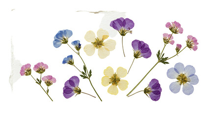 Pressed Flowers Arrangement on Handmade Paper with Delicate Floral Details