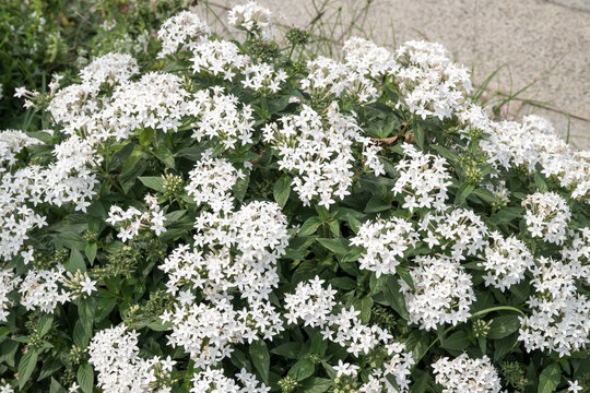 Beautiful Star Cluster (pentas lanceolata) flowers.