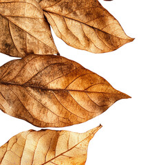 Dried Overlapping Leaves PNG, Beige and Brown Natural Texture with Visible Veins PNG, Wrinkled Botanical Foliage Illustration PNG