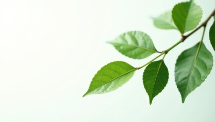 Fototapeta premium branch of leaves isolated on a bright white background with subtle gradient effect, minimalism, leaf branch, isolated