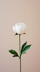 Fototapeta premium A single white flower with green leaves on a pink background