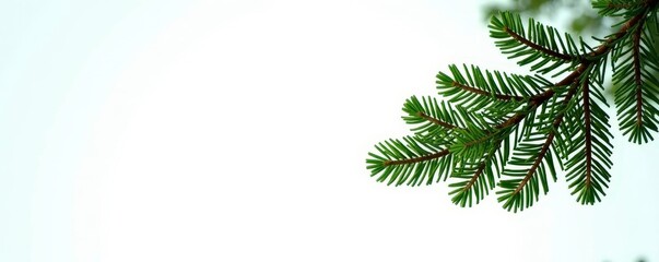 Obraz premium Branches of fir tree isolated on white background, branches, firs, forest