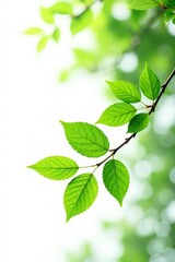 Fototapeta premium Branches with green leaves isolated on white background, organic, branch, foliage