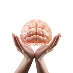 hands holding brain