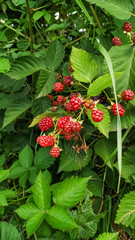 Ripe and unripe blackberries growing on a bush in czechia
