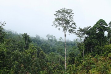 Fototapeta premium Tropical Forest at Meratus Mountain, Borneo Rainforest, Indonesia.