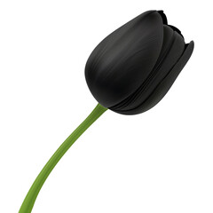 A sleek black tulip with a green stem, showcasing elegant curves and a modern design.