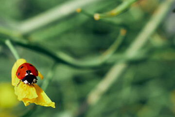 Marienkäfer auf einer Rapsblüte.
Rechte Hintergrundseite frei zum optionalen einfügen von Texten oder als Hintergrund