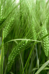 gr&uuml;ne Gerste in der Nahaufnahme