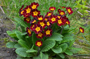  Primula' Elatior Gold Laced'.Closeup photo outdoors. Burgundy-red with yellow center primroses flowering in spring flowerbed. Gardening concept.