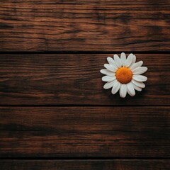 Obraz premium A single daisy rests on rustic wooden planks, creating a serene and natural feel, Ideal for backgrounds, wellness themes, or nature-related projects, it evokes freshness and simplicity,
