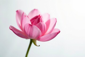 Fototapeta premium Delicate petals unfolding on a snow-white background, white background, isolated, blossom