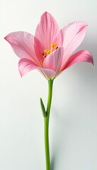 Fototapeta premium Delicate petal unfurls on pristine white background, bloom, flower, flowers