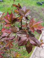 A close-up of young rose leaves, showcasing their rich burgundy and green hues and delicate texture against a blurred natural background.