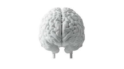 White human brain model rotating on transparent background