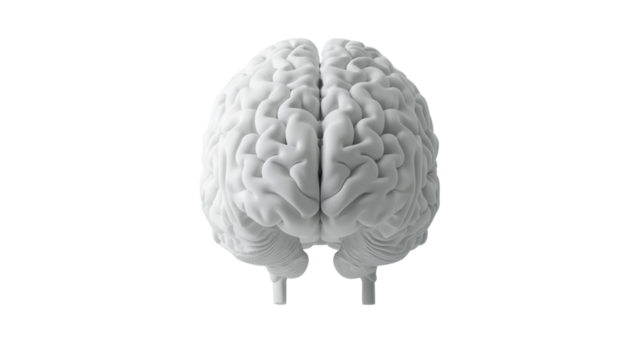 White human brain model rotating on transparent background
