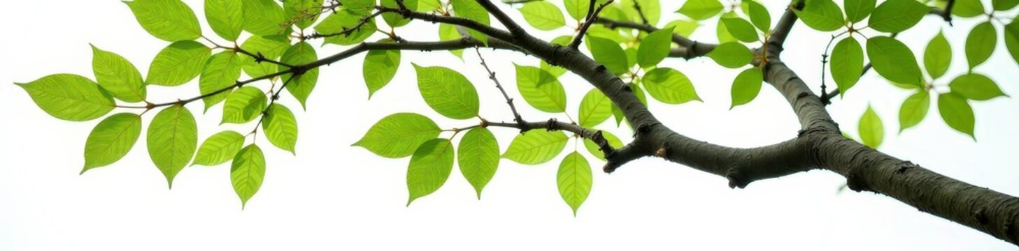 Elm branches with leaves and bark isolated on white background, branch, tree bark, elm