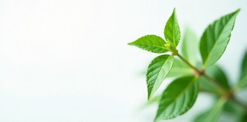 Obraz premium Foliage details of a small plant on white background, botanical, plant life, leaves