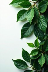 Naklejka premium Foliage with a mix of dark and light leaves on a contrasting white surface, botanical, plant
