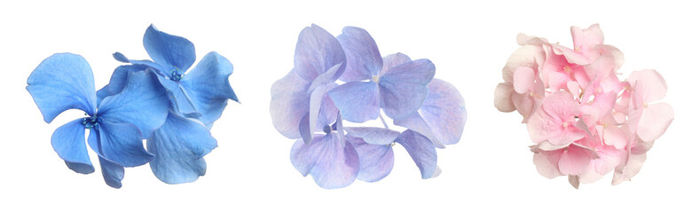 Florets of beautiful hydrangea flowers on white background, collage