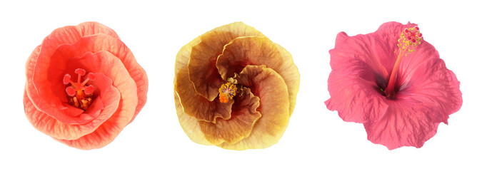 Beautiful colorful hibiscus flowers on white background, collage