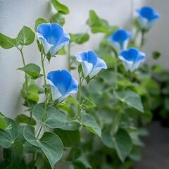 Stunning Blue Morning Glory Flowers Blooming Vine