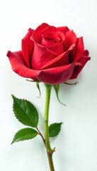 Fototapeta premium Close-up view, vibrant red rose against pure white, petals, image